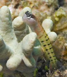 This little blenny from Fiji looks like he's just hanging... by Jim Chambers 